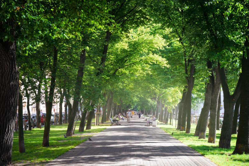 trees lining both sides of a public walkway in San Rafael